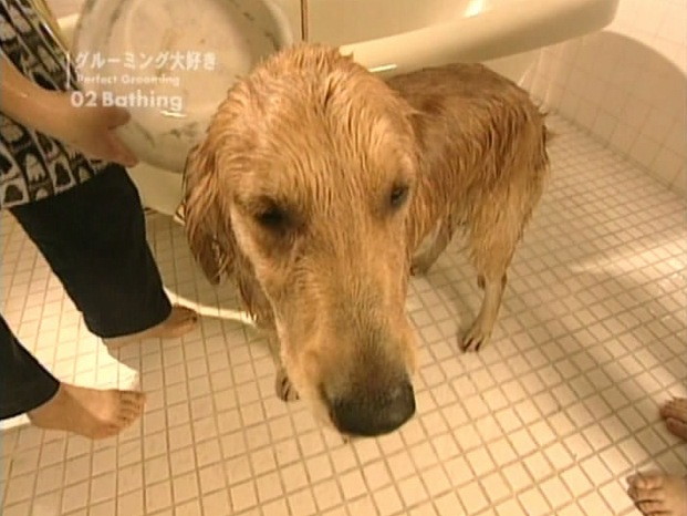 ��ȥ꡼�С����緿���κ��ä������򲿤Ȥ���������