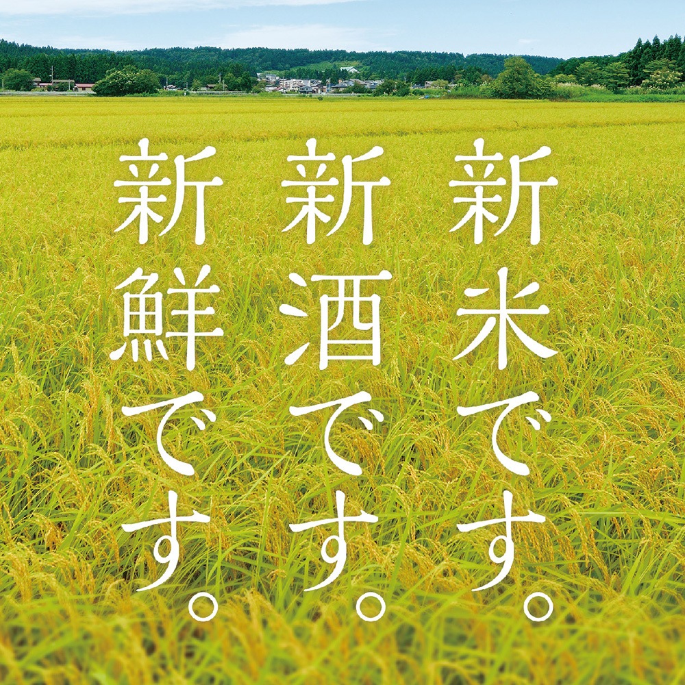 新米仕込み新酒　純米