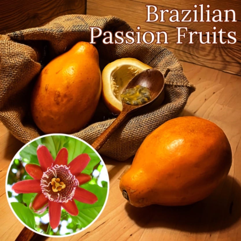 ブラジルトケイソウ Passiflora alata苗[パッションフルーツ]