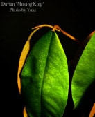�ɥꥢ�� ��[�ʼ�:�ॵ������]Durio zibethinus ��Musang King��/ͽ����:9��31��ȯ��ͽ��