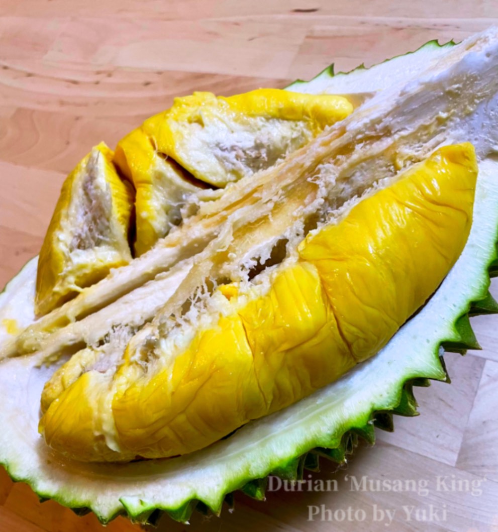 Durio graveolens ドリアン グラべオレンズ 苗 【公式通販】