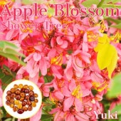 ���åץ�֥��å��ॷ���ĥ꡼ Cassia javanica���