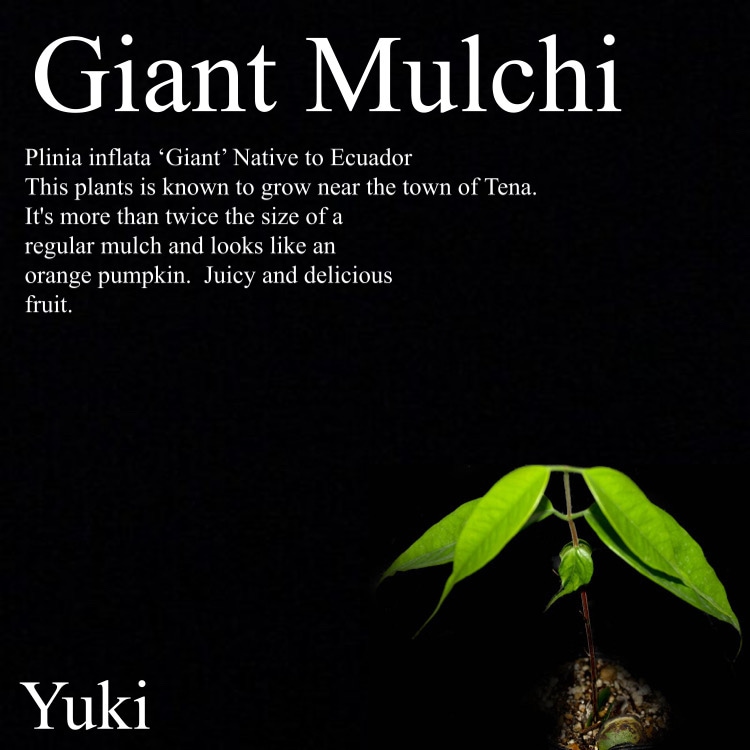人気 ジャイアント・マルチ 苗[熱帯果樹] Plinia inflata Giant