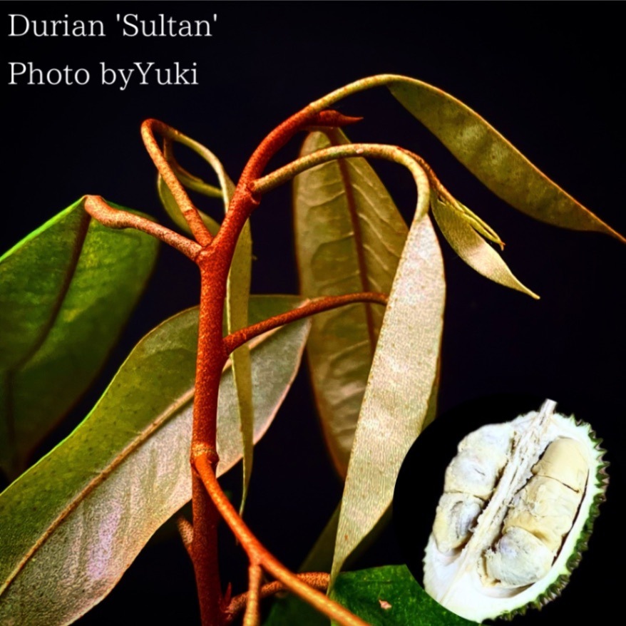 ドリアン 'Sultan' 苗[キング・オブ・フルーツ]Durio zibethinus 'D24'