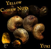 塼  Anacardium occidentale Yellow Type 
