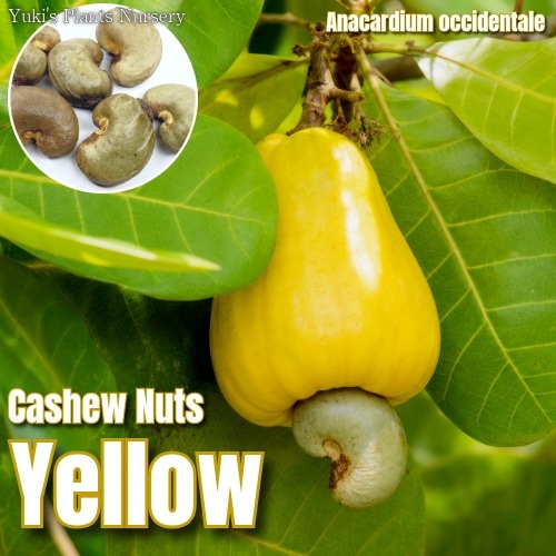 カシューナッツ 種子[品種:イエロータイプ]Anacardium occidentale 'Yellow Type'