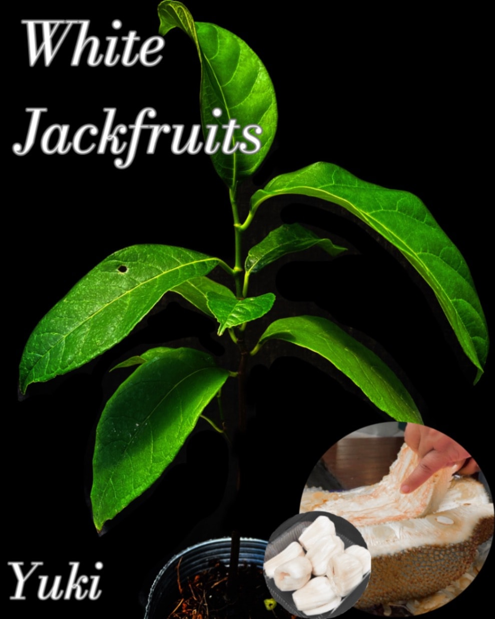 ジャックフルーツ ‘White Pulp’苗[熱帯果樹]Artocarpus heterophyllus