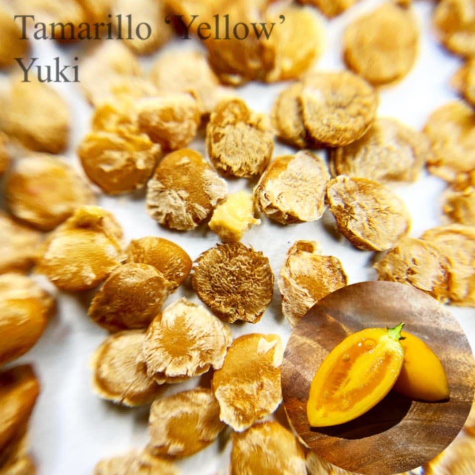 タマリロ ‘Yellow’ 苗 10粒