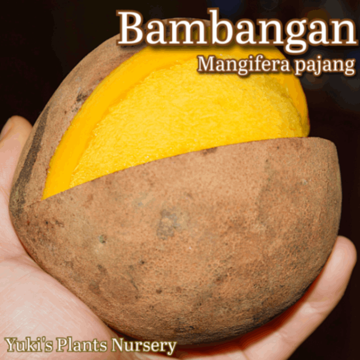 �Х�Х󥬥� ��[Ǯ�Ӳ̼�]Mangifera pajang