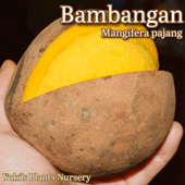 �Х�Х󥬥� ��[Ǯ�Ӳ̼�]Mangifera pajang