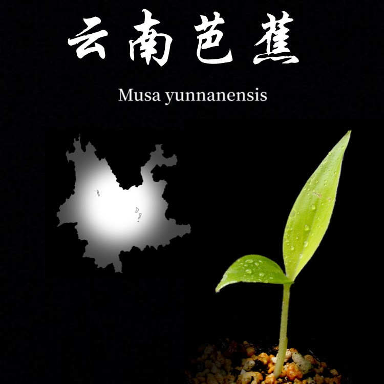 ウンナンバナナ Musa yunnanensis苗[耐寒性バナナ]