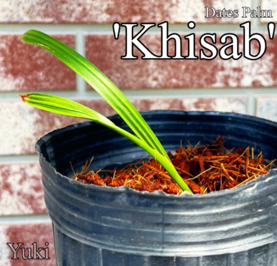 デーツパーム苗[品種:Khisab]