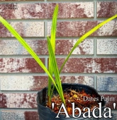 �ǡ��ĥѡ�����[�ʼ�:Abada]
