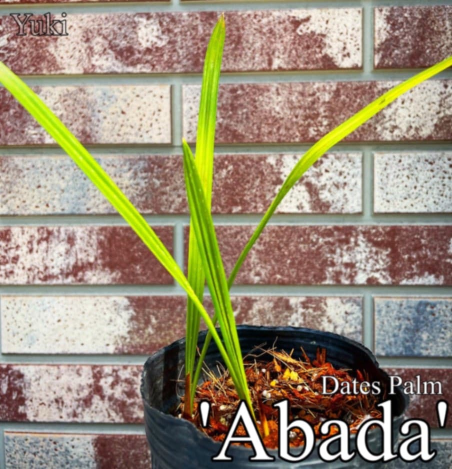 デーツパーム苗[品種:Abada]