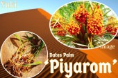 �ǡ��ĥѡ�����[�ʼ�:Piyarom]