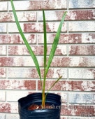 �������󥸥��꡼�ѡ�����/Butia catarinensis