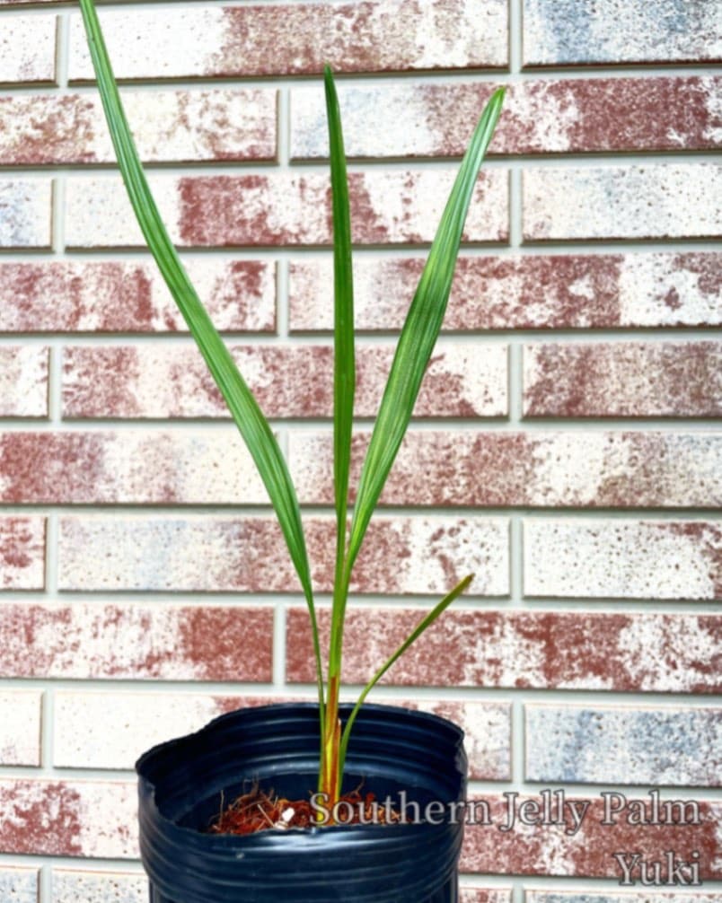 サウザンジェリーパーム苗/Butia catarinensis