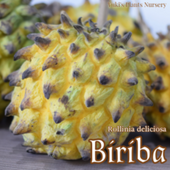 ӥ [Х쥤 ǮӲ̼]Rollinia mucosa/Annona mucosa