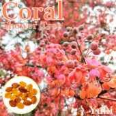 ������륷���ĥ꡼ Cassia grandis���