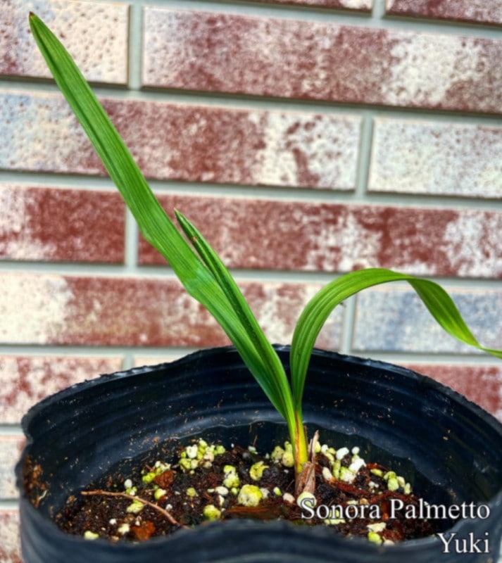 ソノラ・パルメット 種子/Sabal uresana[耐寒性ヤシ]