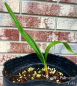 ���Υ顦�ѥ��å� ���/Sabal uresana[�Ѵ����䥷]