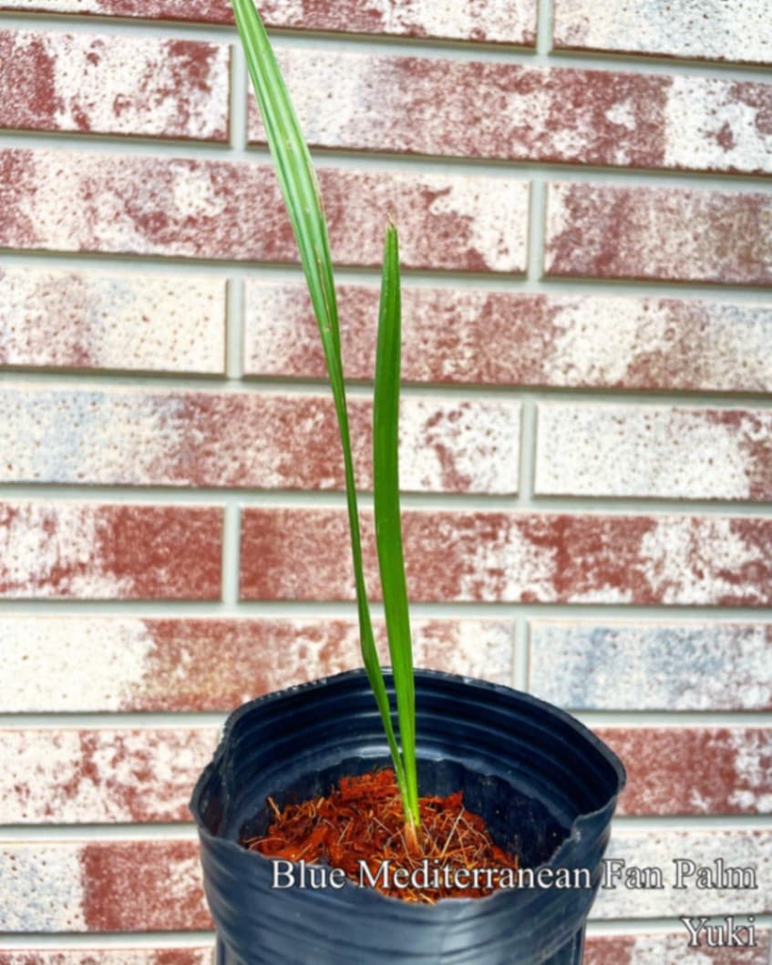 ブルーメディテラネアンファンパーム苗/Chamaerops humilis var. cerifera