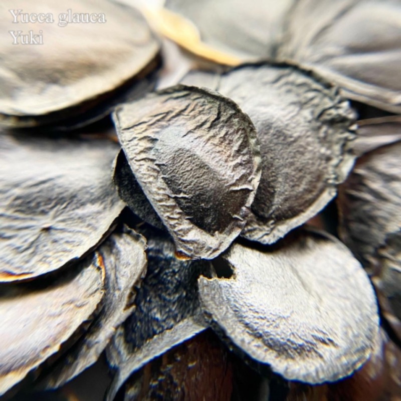 ץɥå  Yucca glauca