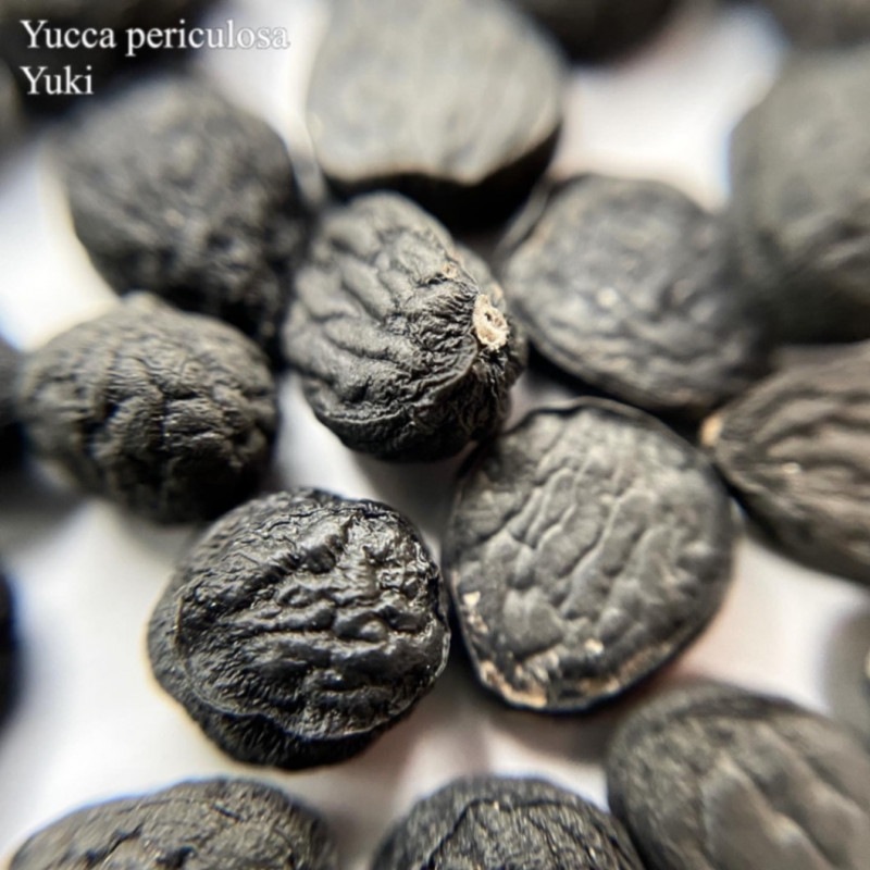 å ڥꥯ  Yucca periculosa 