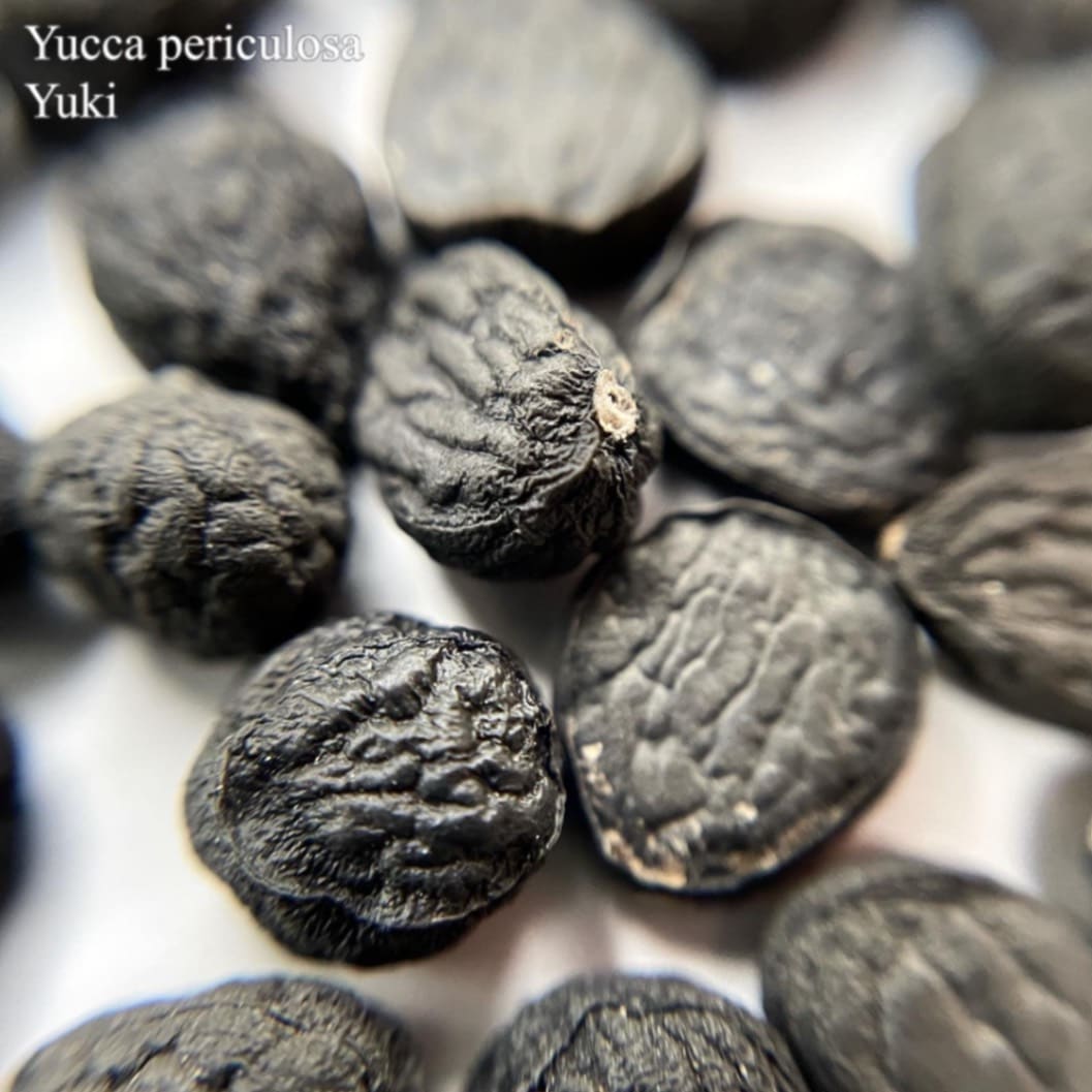 ユッカ ペリクローサ  Yucca periculosa 種子