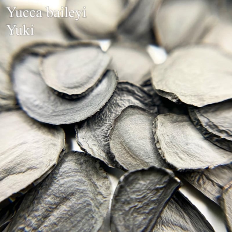 �ʥ����ۡ���å�  Yucca baileyi ���