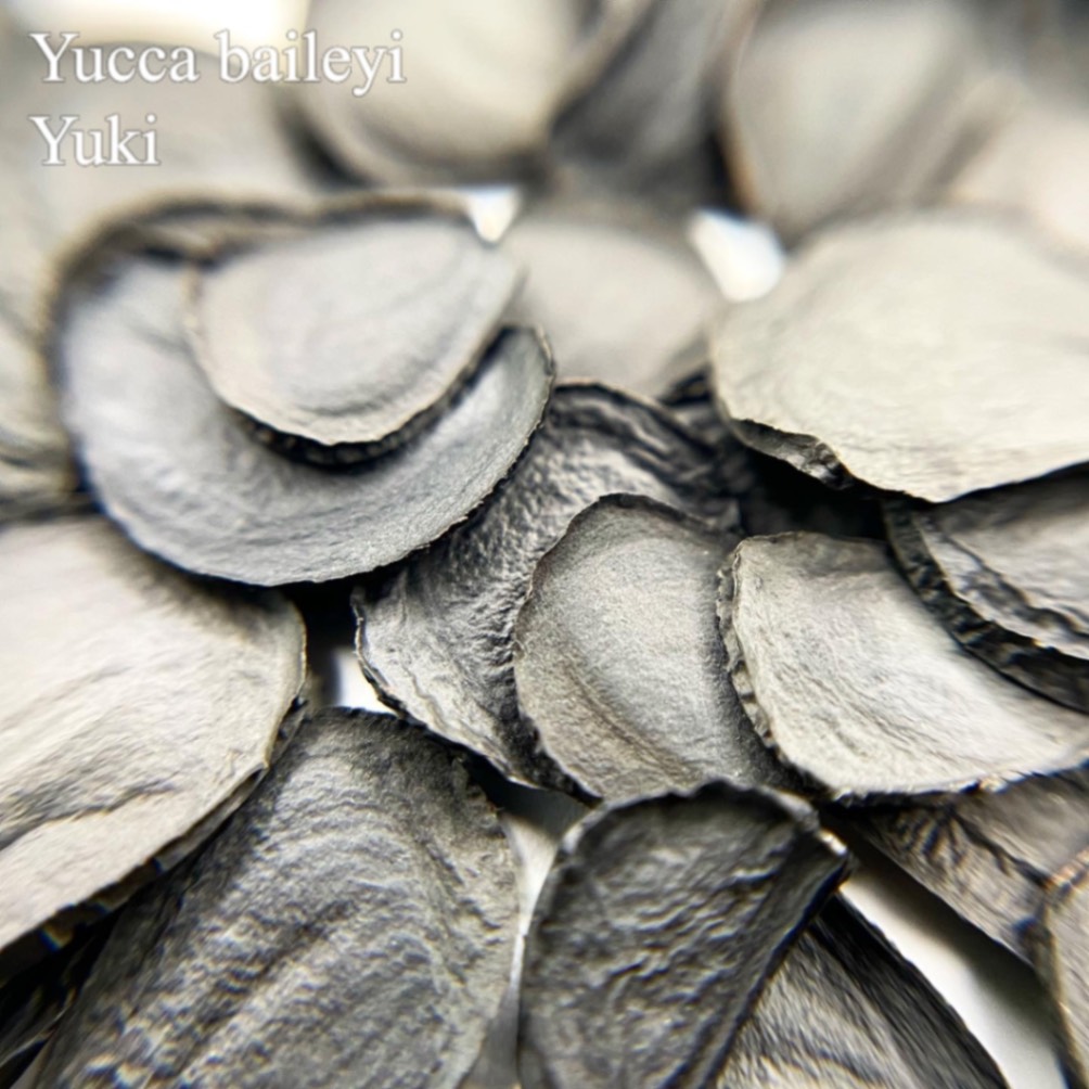 ナヴァホ・ユッカ  Yucca baileyi 種子