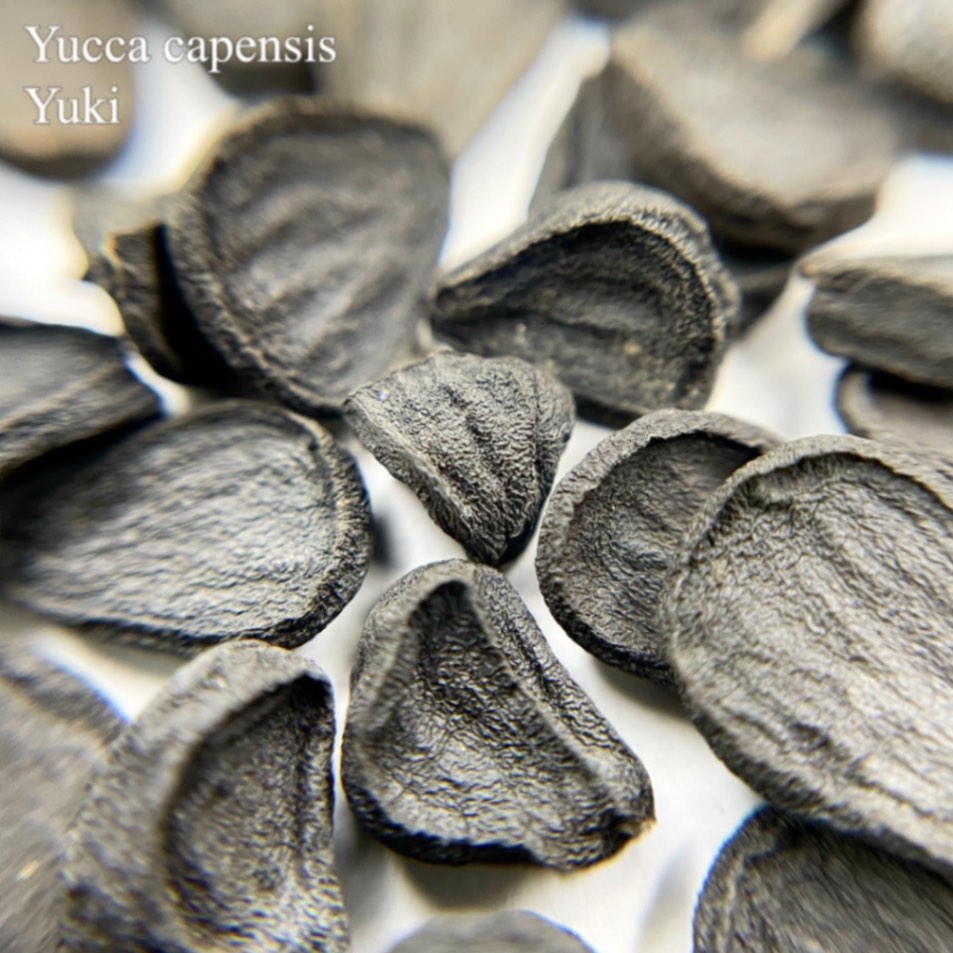 ケープユッカ 種子/Yucca capensis/生産完了次第発送