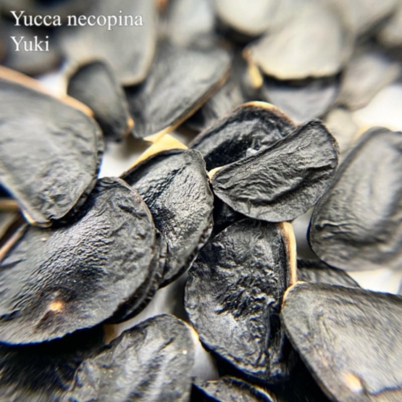 ������������å� Yucca necopina ���
