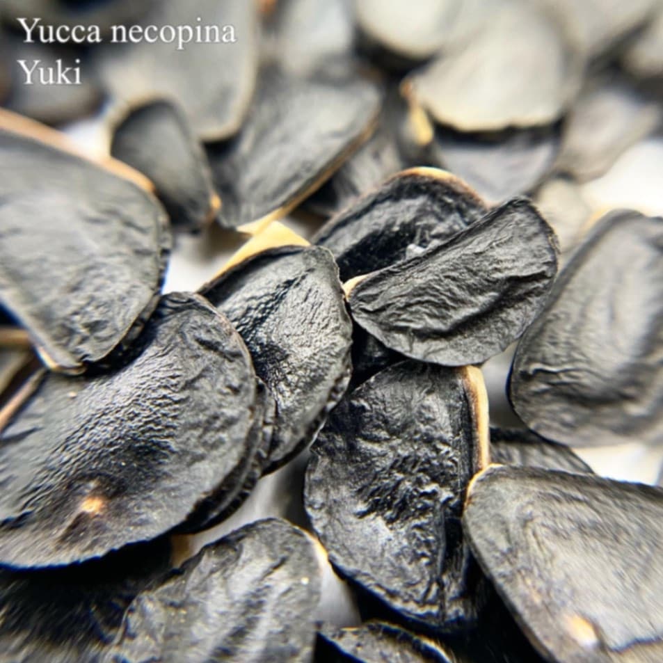 グレンローズユッカ Yucca necopina 種子