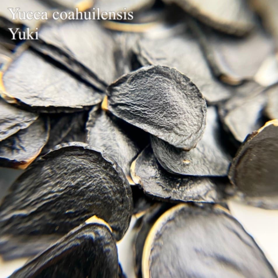 ユッカ・コアウィレンシス Yucca coahuilensis 種子