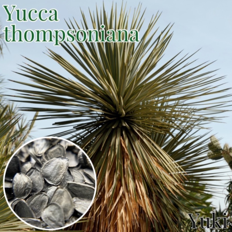 �ȥ�ץ��󥺡���å� Yucca thompsoniana ���