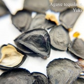 ƥ顦 Agave tequilana 