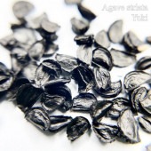 ١ȥꥢ Agave striata 