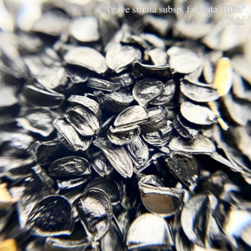 �����١��ե��饫���� �֥롼 Agave striata subsp. falacata ��Blue�� ���