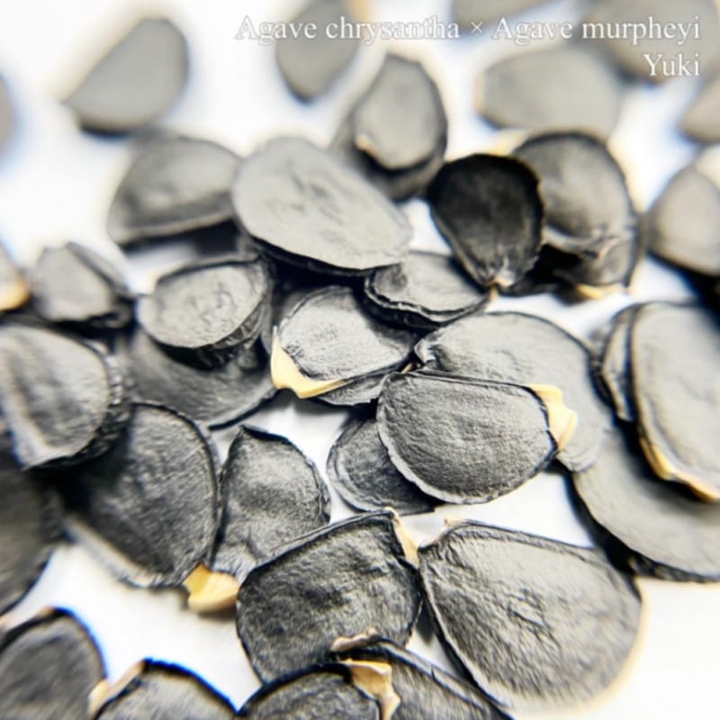 �ϥ��֥�åɥ����� Agave chysantha �� Agave murpheyi ���