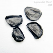 �����١����륷�� �Υ��� Agave celsii ��Nova�� ���