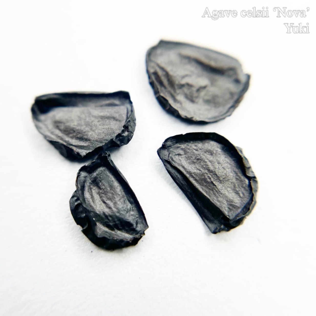 アガベ・ケルシー ノヴァ Agave celsii ‘Nova’ 種子