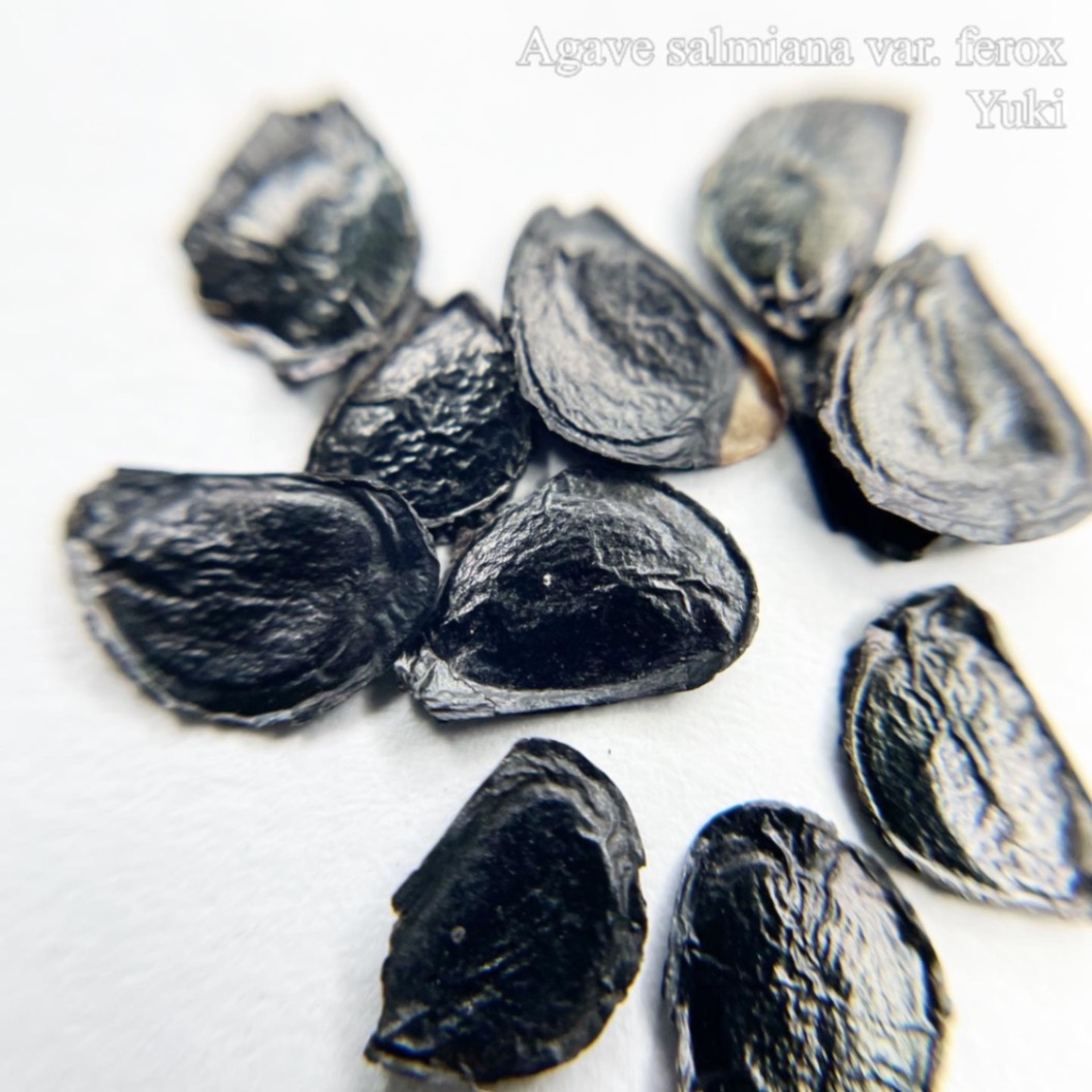 アガベ・フェロックス Agave salmiana var. ferox 種子