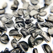 �����١����饷���饨 Agave gracielae ���