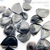 �����١�������󥷥� Agave isthmensis ���