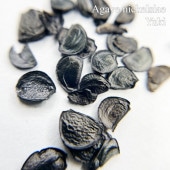 ١˥å륷 /Agave nickelsiae/ͽ:λȯ