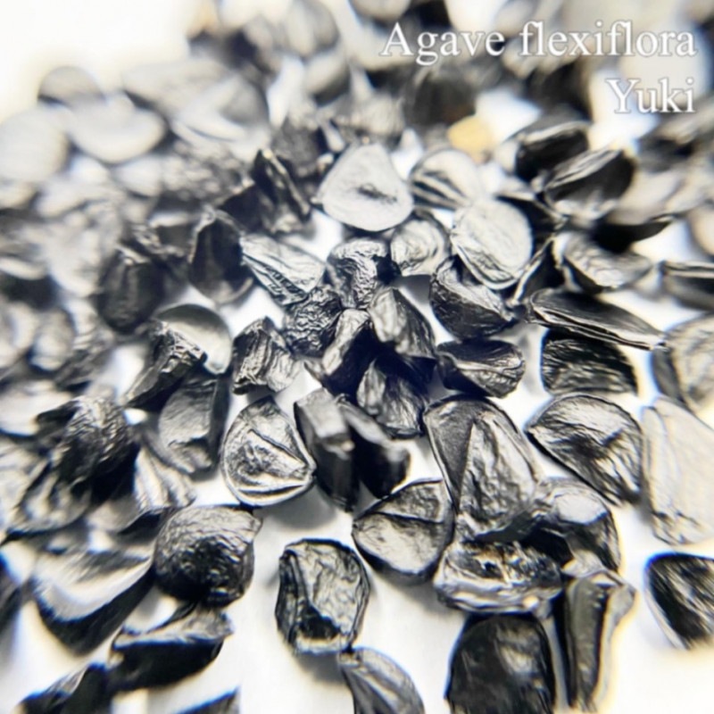 ١եåե Agave flexiflora 