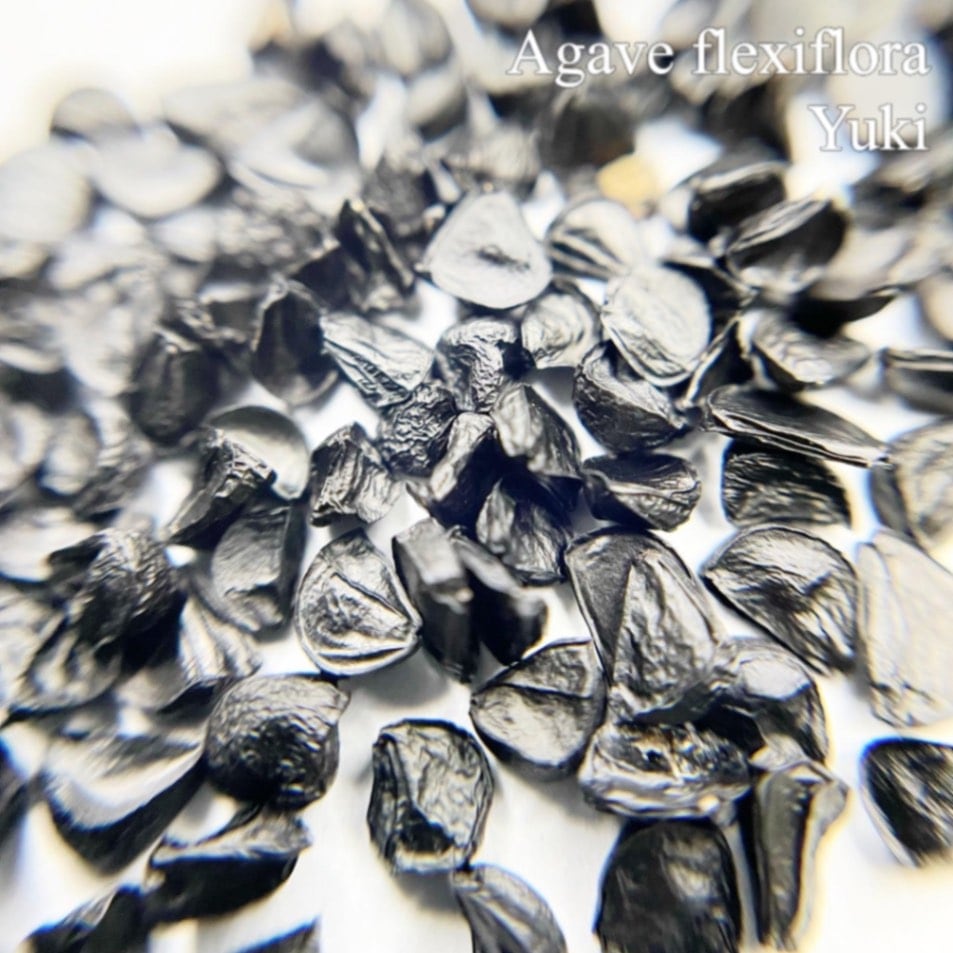 アガベ・フレックシフローラ Agave flexiflora 種子