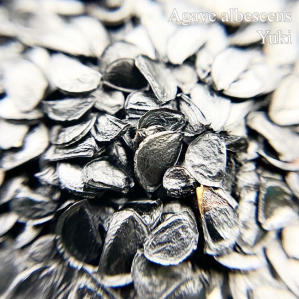 アガベ・アルベッセンス Agave albescens 種子