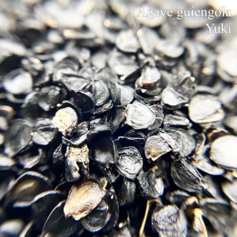 ١󥴡 Agave guiengola 